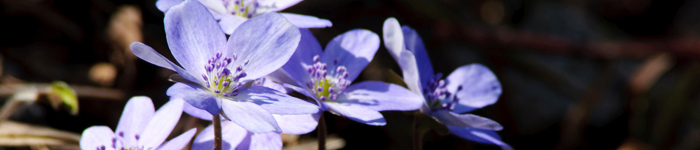 hepatica